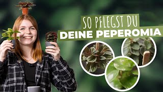 Pflanzensteckbrief Peperomia – So pflegst du die Pflanzen richtig Tipps für deinen Zwergpfeffer [upl. by Fowle537]