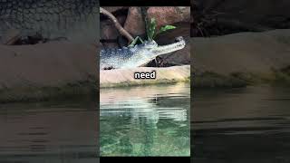 Amazing facts about Gharials gharial facts gharialfacts [upl. by Nnor]