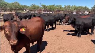 Cattle For Sale 20 Brangus Bulls  Qld Rural [upl. by Eicart]