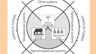 What is Agroforestry and its benefitsobjectives structural classification in hindi क्रषि वानिकी [upl. by Elboa706]