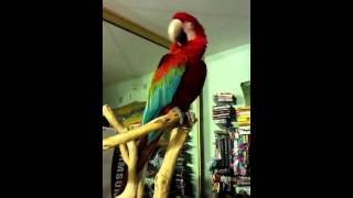 GreenWing Macaw Milo Talking and Kissing Goffin Cockatoo [upl. by Oloapnaig]