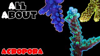 All About The Acropora Coral [upl. by Carthy]