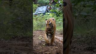 TADOBA 🌿☘️SBROTHER CAMERA RENTAL nature tadobanationalpark camera tadobasafari wildlife [upl. by Yankee503]