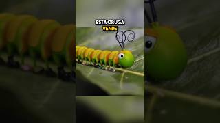 La Oruga Vendedora ¡Zapatos para Todos los Insectos 🐛👟 [upl. by Ondrea]