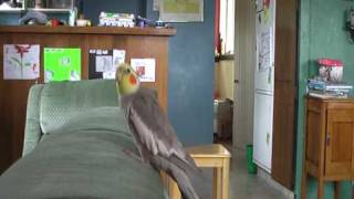 Cockatiel Headbanging to ACDC [upl. by Wiseman]