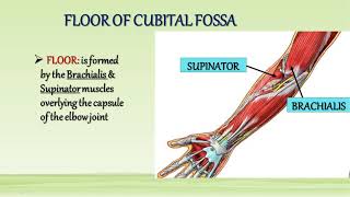 Cubital Fossa amp Anastomosis Around Elbow Joint [upl. by Dreeda293]