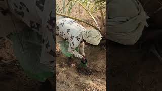 Rhinoceros Beetle self examination and biological Control application method by farmers on their own [upl. by Adonis]