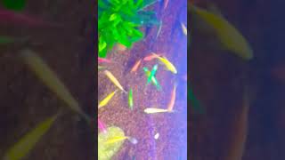 Glofish Tetra in Sakura shorts aquarium fish animals [upl. by Sabino655]