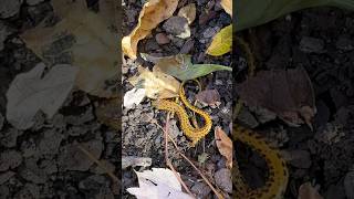 Colorful Salamanders Under Rocks [upl. by Kera]