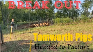 EP 57  Incredible Forage  Our Tamworth Pigs are Headed to a 5 Acre Clear Cut [upl. by Jennee431]