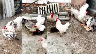 Roosters who have a lot of strength [upl. by Yelyk]