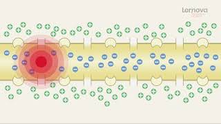 Impulsgeleiding binnen het neuron  Lernova biologie [upl. by Plate]