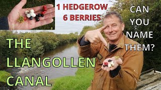 Nature and Wildlife on the Llangollen Canal Hedgerow Berries Flora and Fauna UK Nature [upl. by Iot]