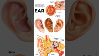 Ear medical animation 3d short [upl. by Etra]