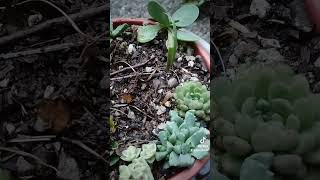 Hermosas crassulas y stapelia schinzii cactus sucus flores jardin [upl. by Horsey]