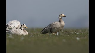 Bar Headed Goose Anser indicus An altitude defying migrant [upl. by Ellertnom]