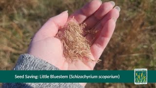 Sustainably Harvest Little Bluestem Schizachyrium scoparium Seeds [upl. by Gow]