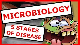 Microbiology The 5 Stages of Disease [upl. by Ahserkal]