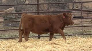 Lot 7  2024 PHG Princesses of the Prairie  Gelbvieh Female Sale [upl. by Eanert]