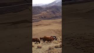 Erzurum Aziziye kızılkale mahallesi [upl. by Tiny]