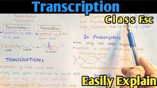 Transcription Process  Gene Expression  From DNA To mRNA  Class 12 Biology [upl. by Meehyrb528]