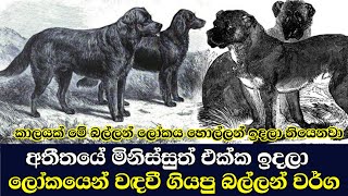 අතීතයේ සිටි මේ වෙද්දී ලෝකයෙන් වඳවී ගියපු සුනඛයන් වර්ග  Extinct dogs sinhala [upl. by Oatis228]