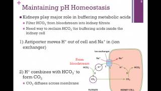 014pH Homeostasis [upl. by Ayit]