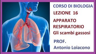 CORSO DI BIOLOGIA  Lezione 16  LAPPARATO RESPIRATORIO e gli scambi gassosi [upl. by Hachmann]