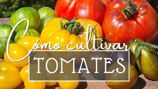 Cuidados del TOMATE 🍅 Todo lo que necesitas saber [upl. by Dola]