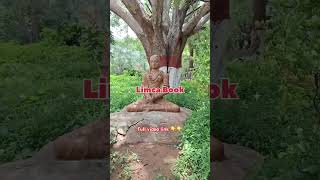 👆👆 పిల్లలమర్రి video link pillalamarri banyantree biggestbanyantree nature [upl. by Harwill]