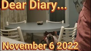 TALKING CAT VIDEO  DEAR DIARY NOVEMBER 6 2022 [upl. by Nairde]