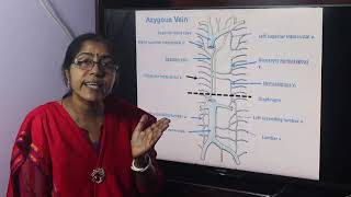 Lecture On Azygos System Of Veins [upl. by Magen]