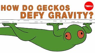 How do geckos defy gravity  Eleanor Nelsen [upl. by Anne-Marie259]