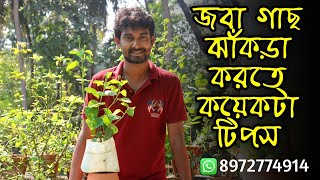 জবা গাছ ঝাঁকড়া করতে কয়েকটা টিপস [upl. by Lenuahs762]