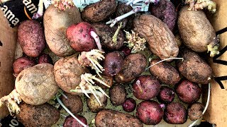 How to Plant Potatoes [upl. by Helsell]