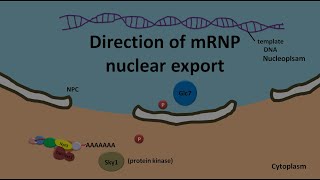 mRNA transport from nucleus to cytoplasm [upl. by Rapsac]