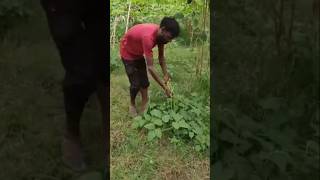 Cowpeas vegetables patch harvest farming shortvideo [upl. by Edie]