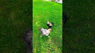 Beautiful colors on this young rooster and 2 speckled hens chicken rooster fyp shorts hen [upl. by Namad]