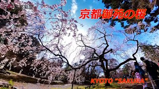 【京都の桜】京都御苑のシダレザクラ（2024年3月 京都市上京区） Weeping cherry blossoms in Kyoto Gyoen National Garden [upl. by Wyly]