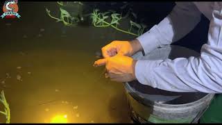 Use hooked catch fish on flood season fishingvideo fish nature hooked floodseason catch [upl. by Henrik]