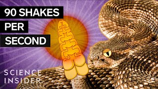 Whats Inside A Rattlesnakes Tail [upl. by Hartzell79]