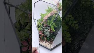 Growing plants from cuttings in closed terrariums [upl. by Wills]