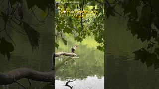 What are these birds called Anhinga or Cormarant  backyardwildlife  wildlife  backyard  lake [upl. by Catie]