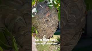 Spray foam vs hornet nest hornet hornetnest sprayfoam yellowjackets waspnest [upl. by Adniram]