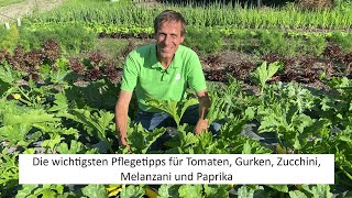 Reiche Ernte an Tomaten Paprika Chili Gurken und Zucchini  dank diesen einfachen Pflegetipps 😁 [upl. by Hutson]