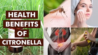 HEALTH BENEFITS OF CITRONELLA [upl. by Aleahcim]