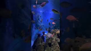 travel belgium blankenberge touraquarium fish sonar [upl. by Akemahs635]