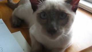 Meowing and chattering Siamese Cat [upl. by Antipus625]