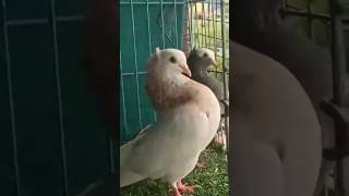 Mukhi kabutar  Mukhi pigeon [upl. by Bedwell]