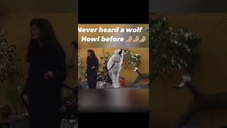 Ive Never Heard A Wolf Howl Before [upl. by Pilar]